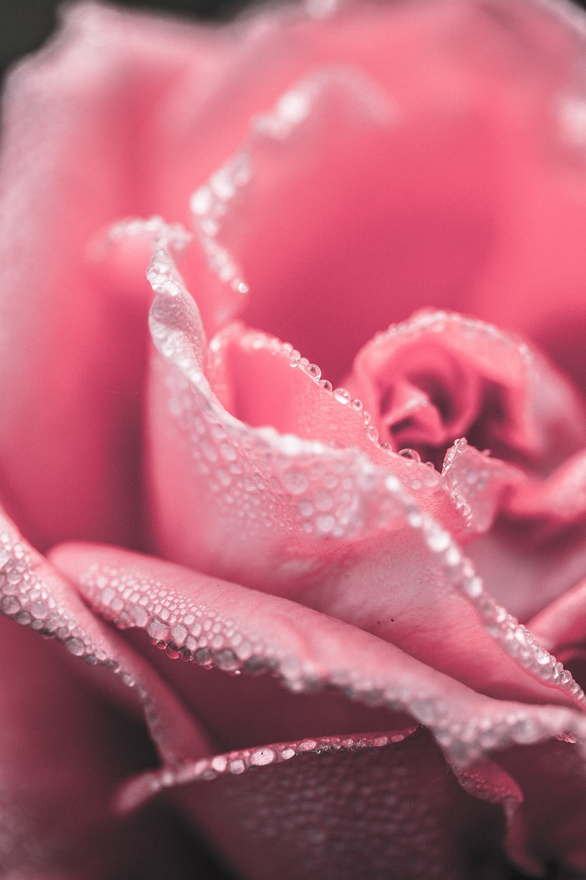 a close up of a pink rose with water droplets, a macro photograph, by Anna Haifisch, pexels, romanticism, micro detail 4k, jovana rikalo, intricate wlop, depth detail