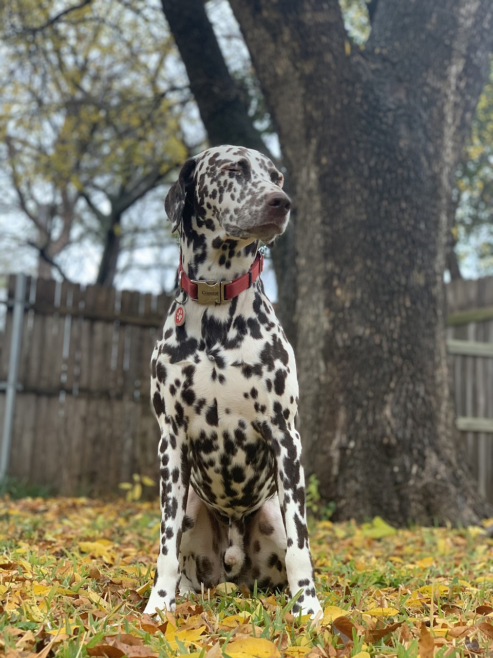 a dalmatian dog sitting in front of a tree, by Kristin Nelson, 2 0 2 2 photo, focused on her neck, pepper, colored accurately