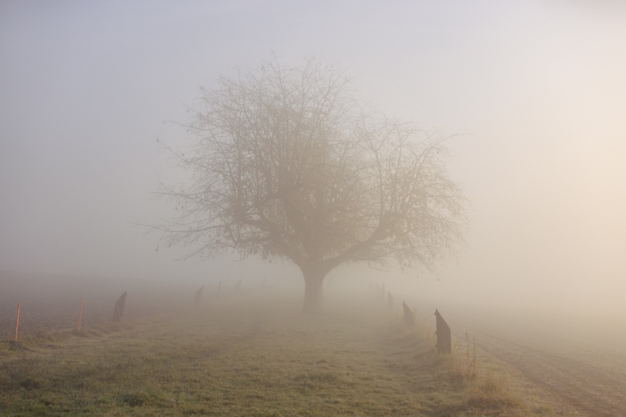 a group of horses standing on top of a grass covered field, by Andrew Geddes, flickr, romanticism, winter mist around her, old tree, dog, murder