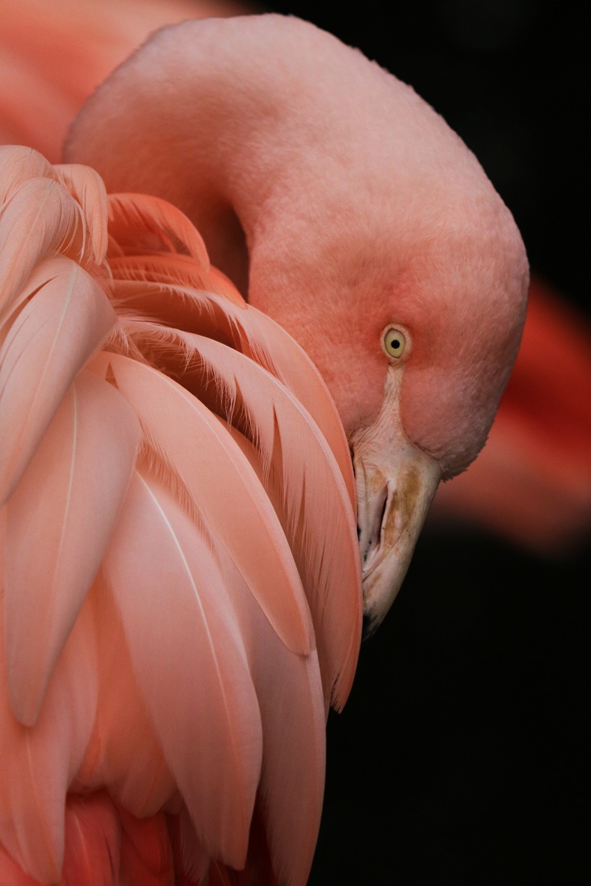 a close up of a pink flamingo's feathers, by Werner Gutzeit, flickr, looking across the shoulder, looking sad, photograph credit: ap, peruvian looking
