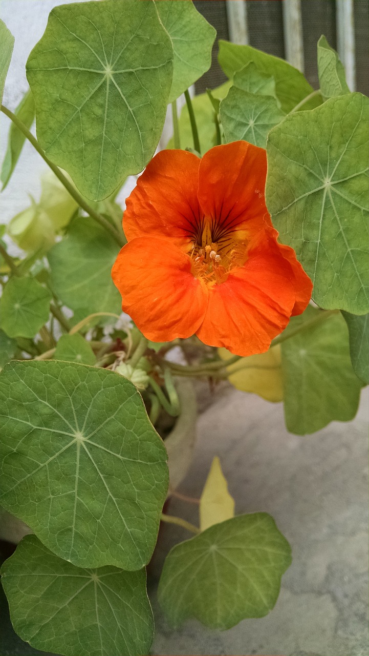 a close up of a plant with orange flowers, a picture, sōsaku hanga, indoor shot, gourd, lush garden leaves and flowers, close-up from above