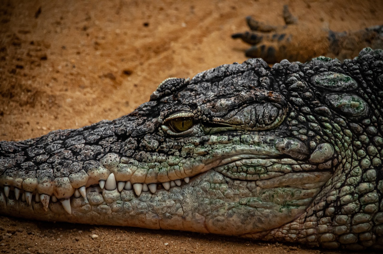 a close up of a crocodile's head on a dirt ground, a picture, by Dietmar Damerau, pexels contest winner, photorealism, 4k -4, resting, closeup 4k, australian