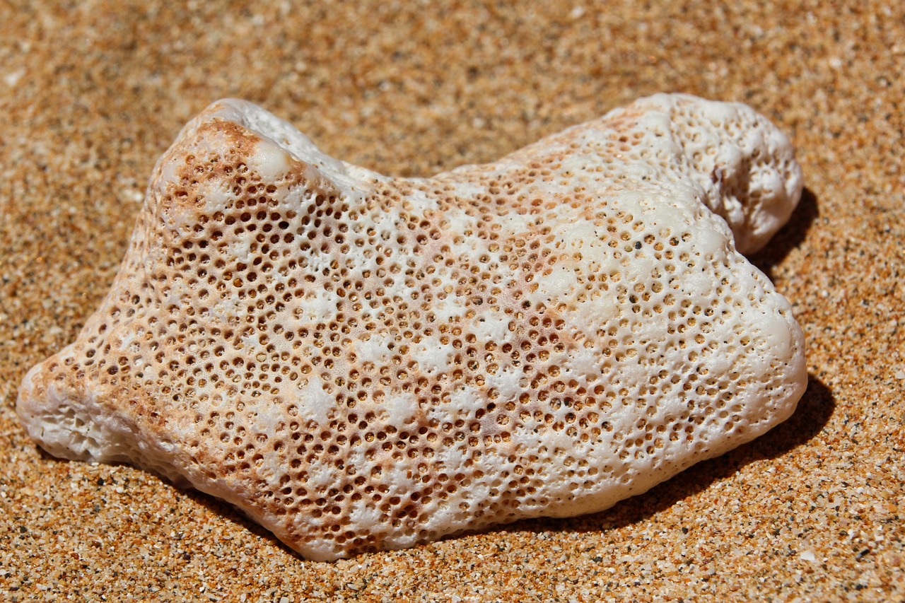 a piece of coral sitting on top of a sandy beach, a stipple, by Lee Loughridge, pexels, pointillism, carved bone ruff, honeycomb, albino skin, high quality detail
