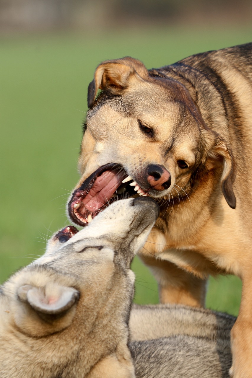 two dogs playing with each other in a field, by Elke Vogelsang, shutterstock, portrait of retarded wolf, close-up fight, alabama, werewolf”