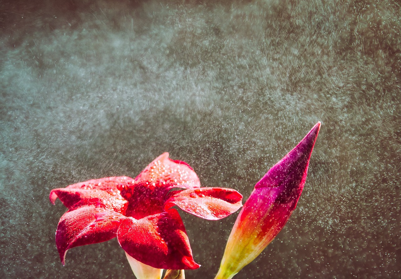 a red flower is sprinkled with water, art photography, flour dust spray, blooming tropical flowers, cinematic closeup, miniature product photo