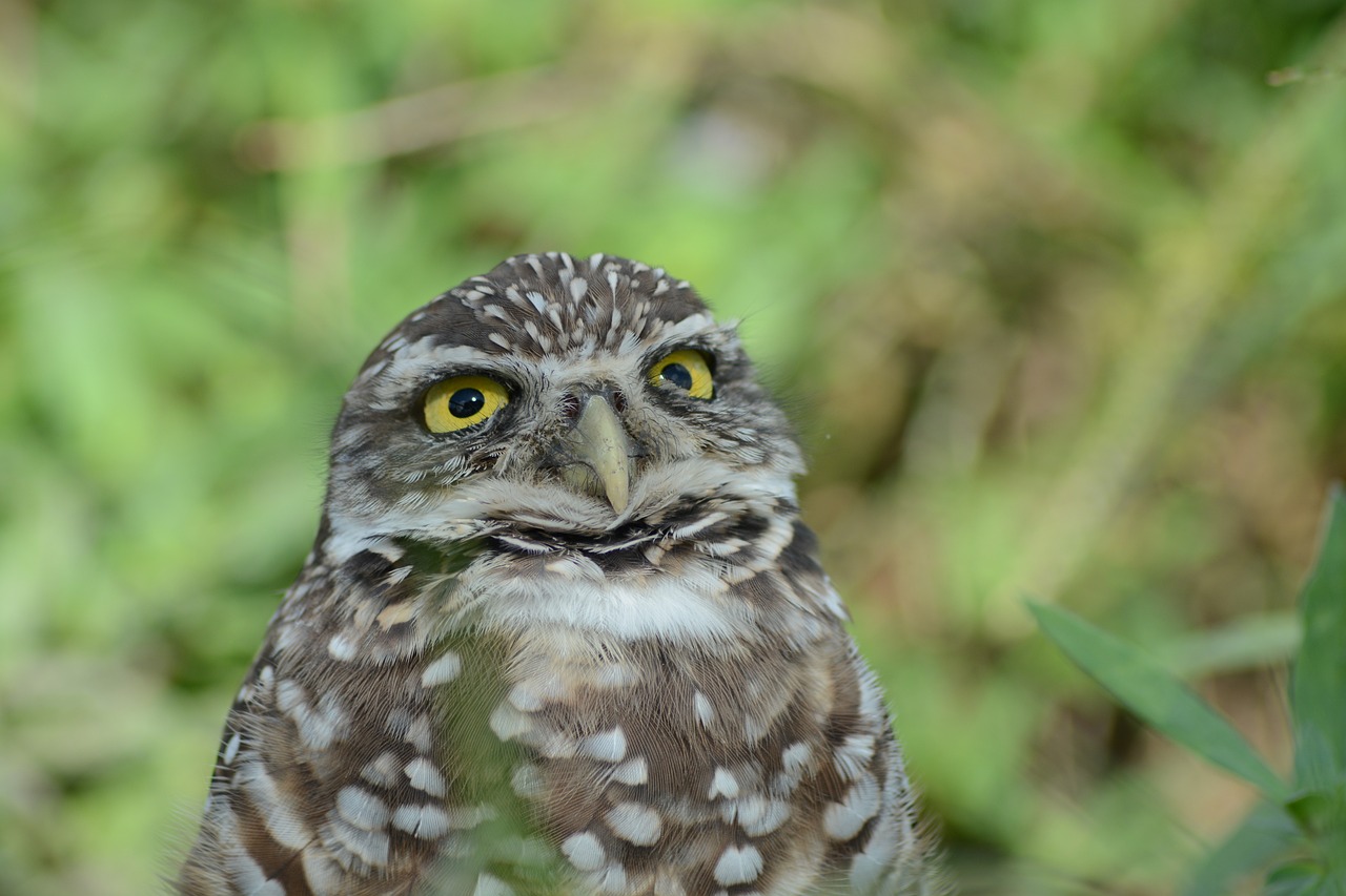 a small owl standing on top of a lush green field, a portrait, happening, professional closeup photo, very silly looking, mid shot photo