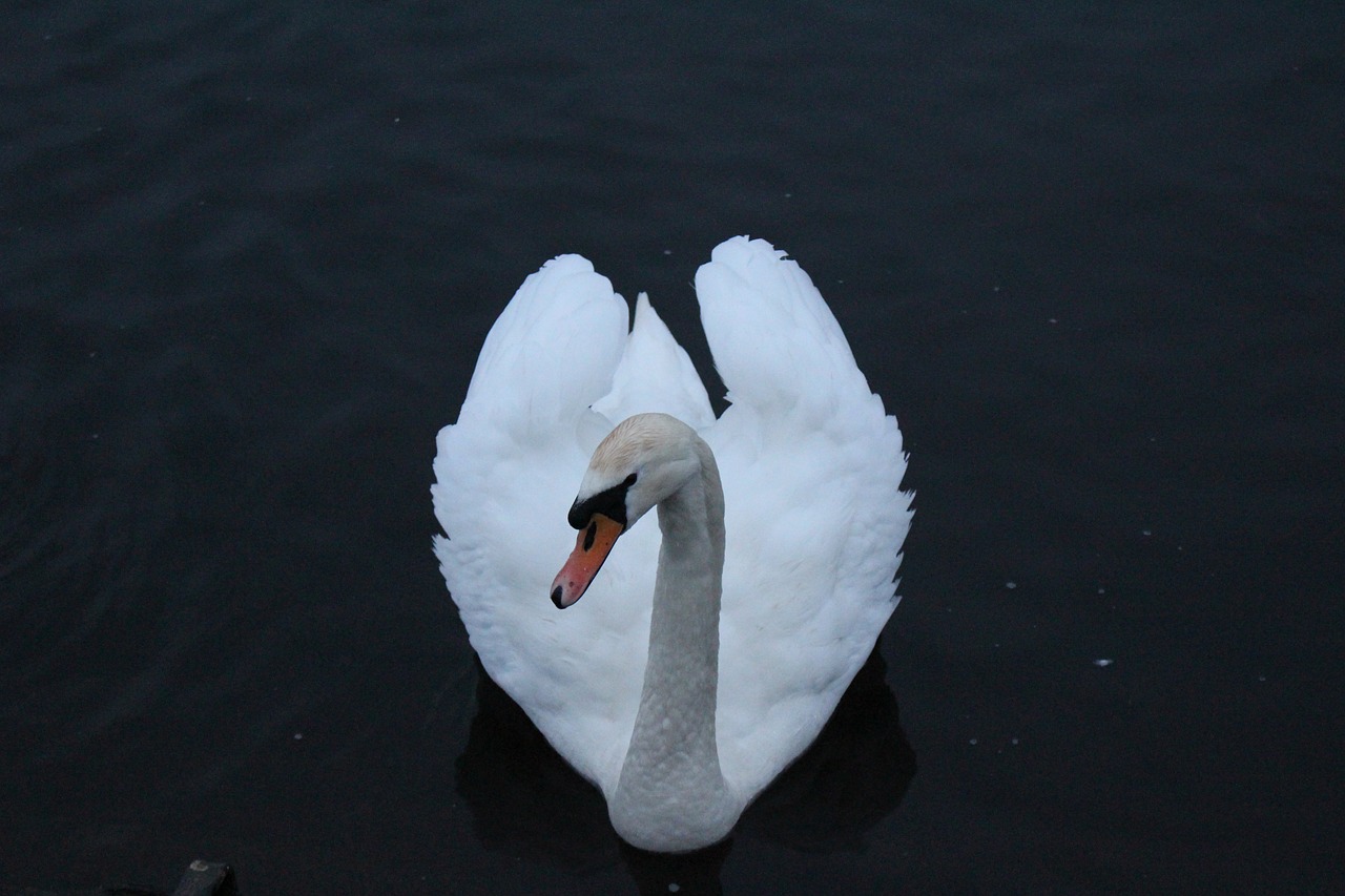 a white swan floating on top of a body of water, a picture, by Anna Haifisch, flickr, !subtle smiling!, barnet, taken on a 2010s camera, a handsome