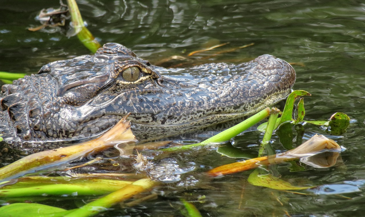 a close up of an alligator in a body of water, a portrait, by Arnie Swekel, hdr detail, portrait n - 9
