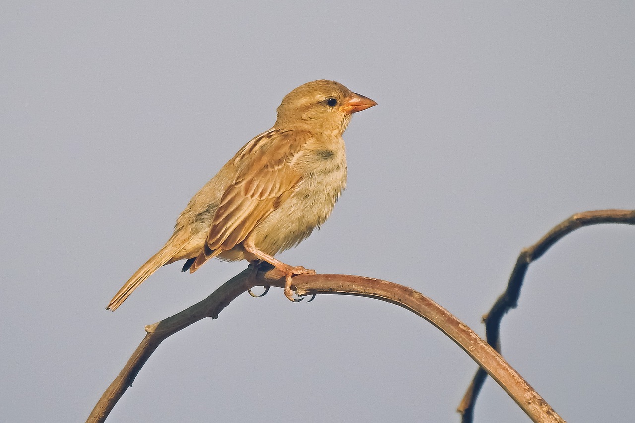 a small bird sitting on top of a tree branch, a portrait, flickr, immature, early morning, sparrows, jamaica