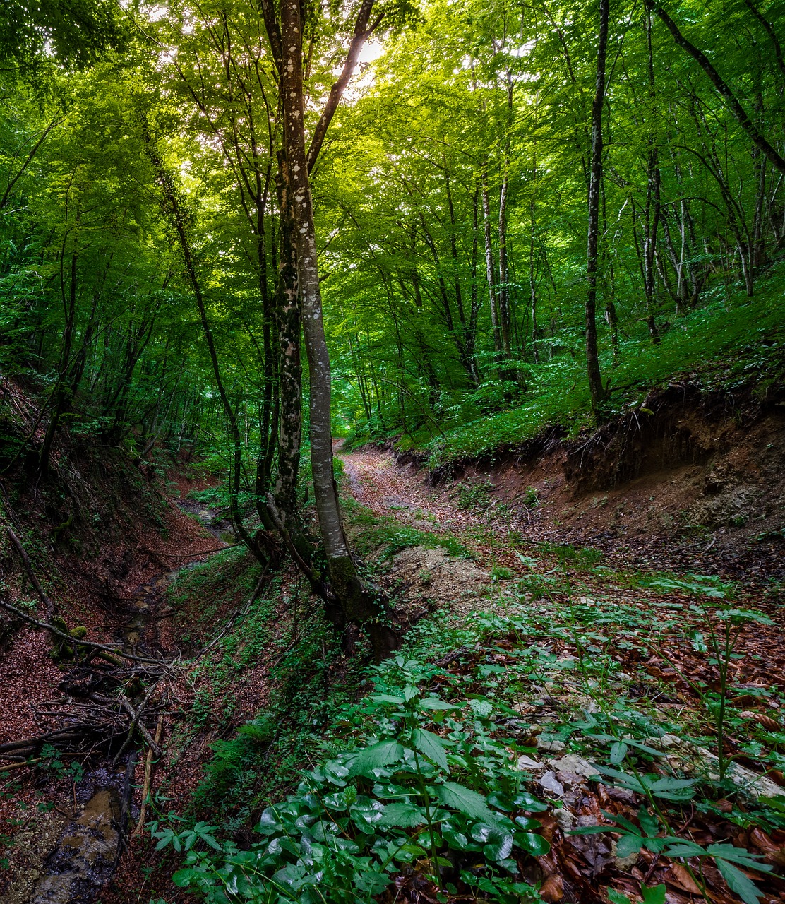 a dirt path in the middle of a forest, by Hristofor Žefarović, lush forest in valley below, color ( sony a 7 r iv, very very very beautiful scenery, colorful ravine