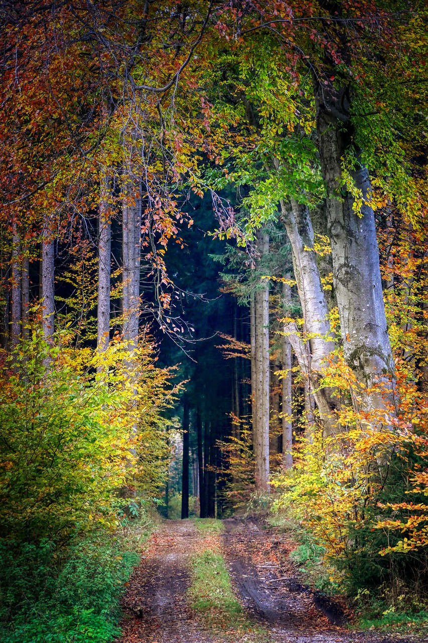 a dirt road in the middle of a forest, a photo, by Karl Pümpin, baroque, vivid colors!, ((trees)), forest portal, black forest