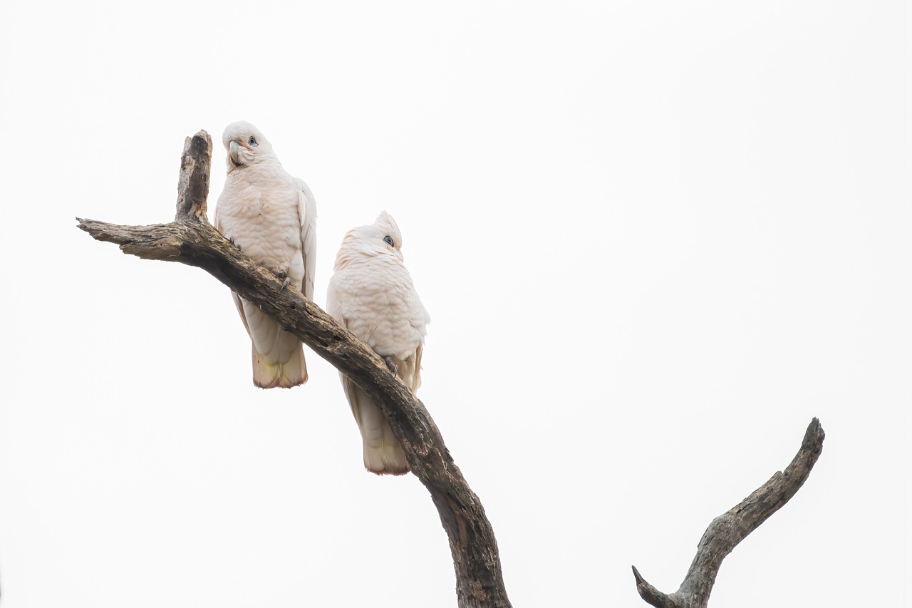 two white birds sitting on top of a tree branch, a portrait, by Peter Churcher, shutterstock, minimalism, owls, portrait of albino mystic, medium shot taken from behind, stock photo