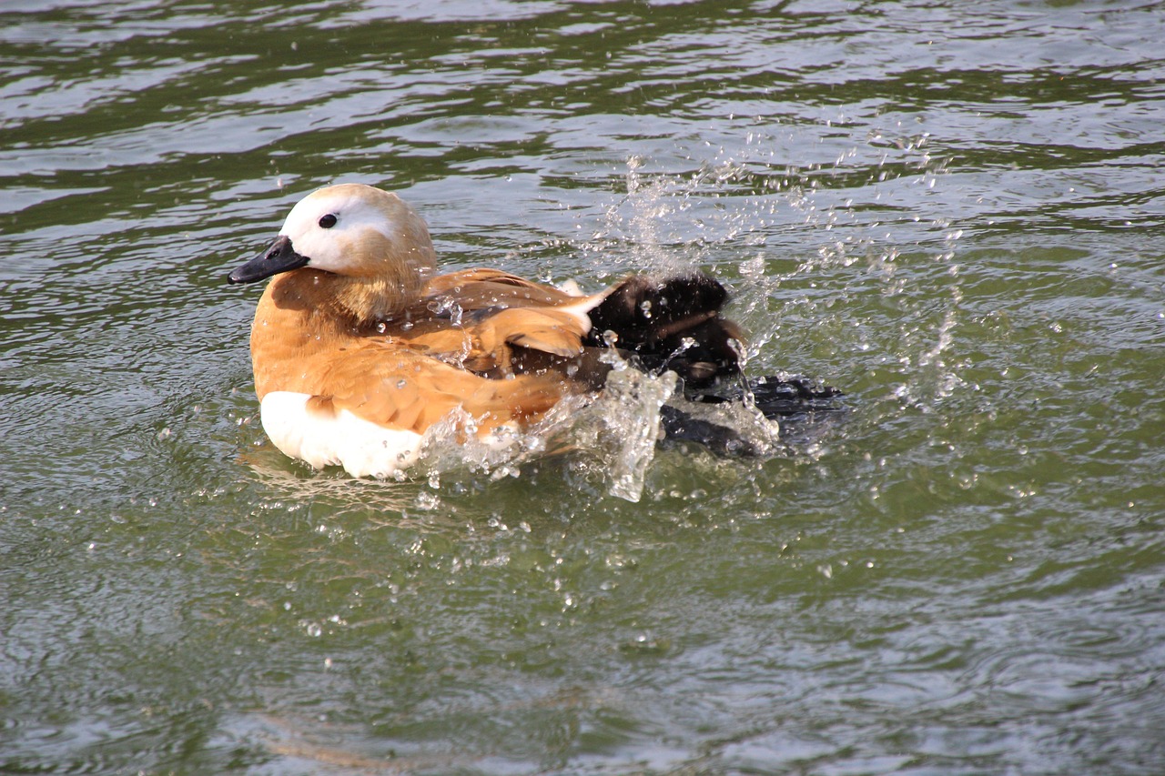 a duck that is swimming in some water, shin hanga, bald male swashbuckler, splashing, a blond, flash photo