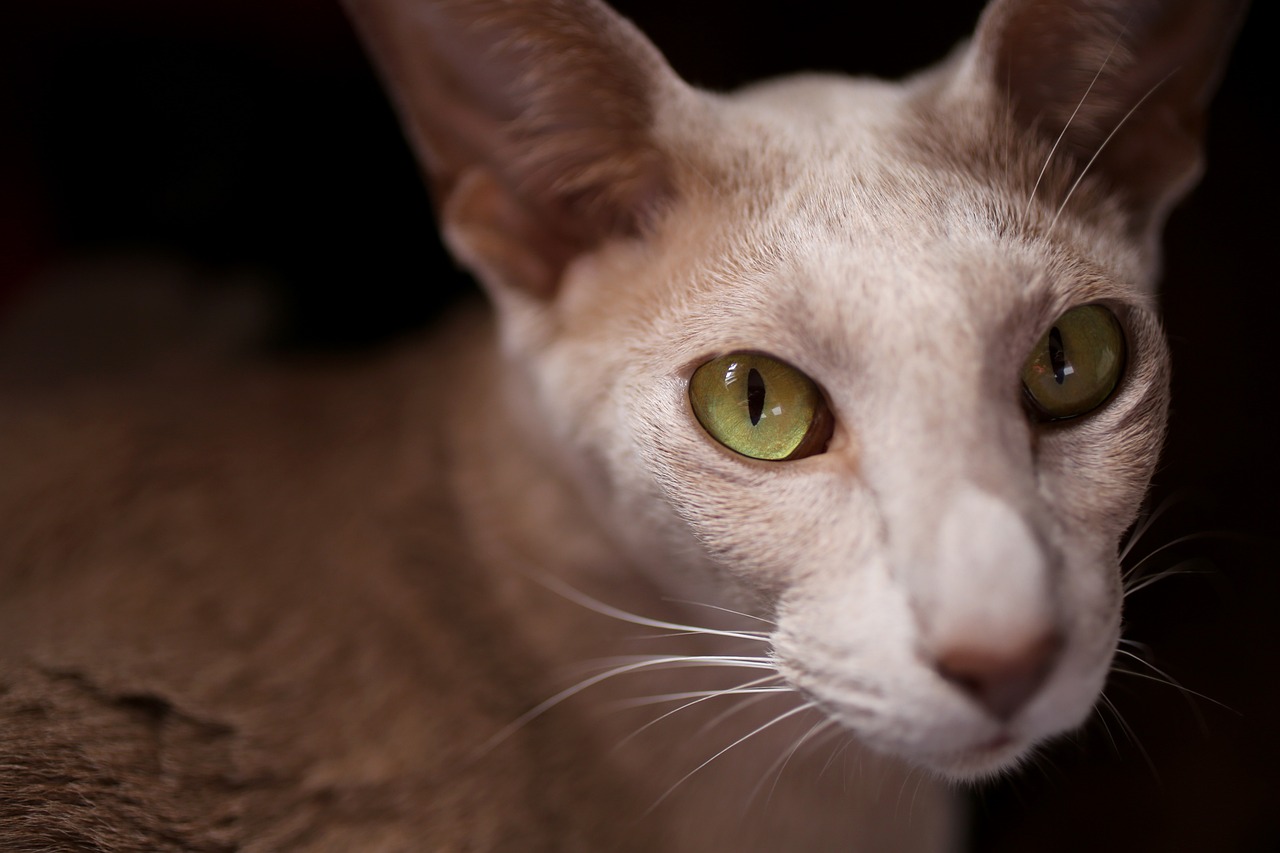 a close up of a cat with green eyes, a portrait, by Etienne Delessert, shutterstock, hairless, egyptian cat goddess, very shallow depth of field, 4 k detail