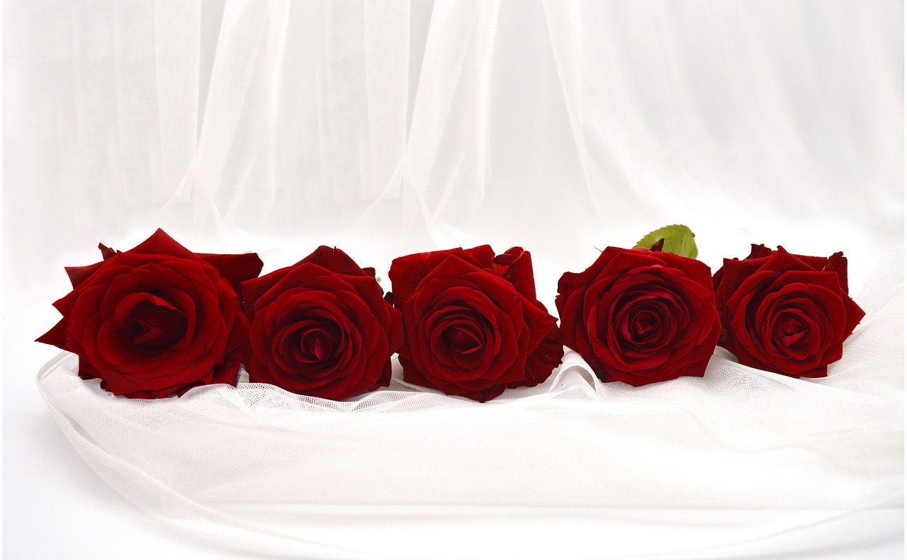 a group of red roses sitting on top of a white cloth, by Anna Füssli, flickr, in a row, professional product photo, veil, f4.5