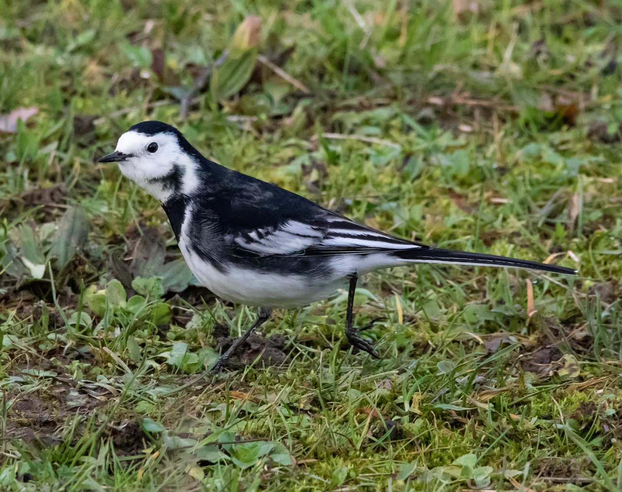 a black and white bird standing in the grass, by Paul Bird, flickr, including a long tail, some grungy markings, smol, silver eyes full body