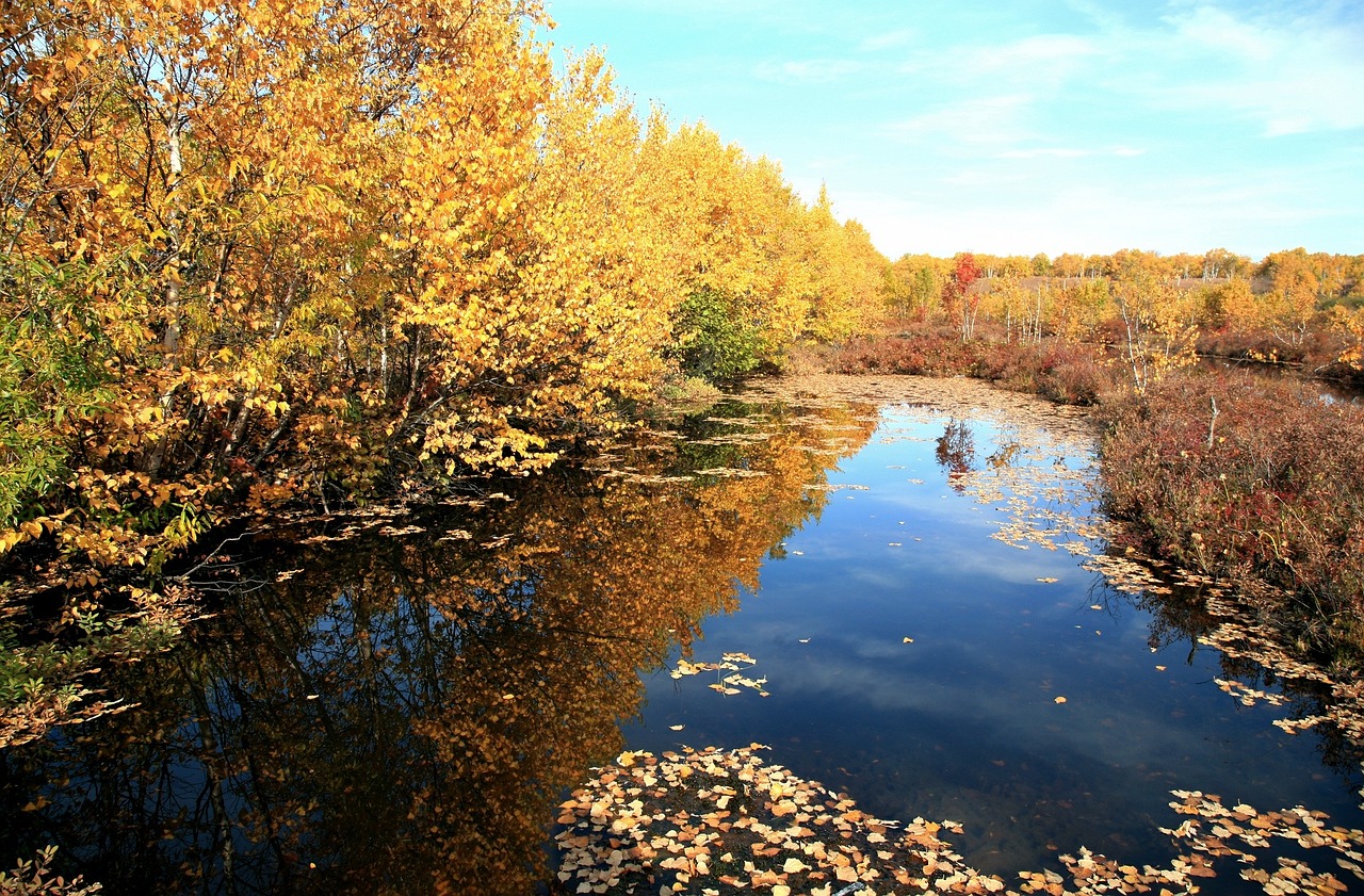 a river filled with lots of water surrounded by trees, by Susan Heidi, flickr, golden leaves, boreal forest, marvellous reflection of the sky, hunting