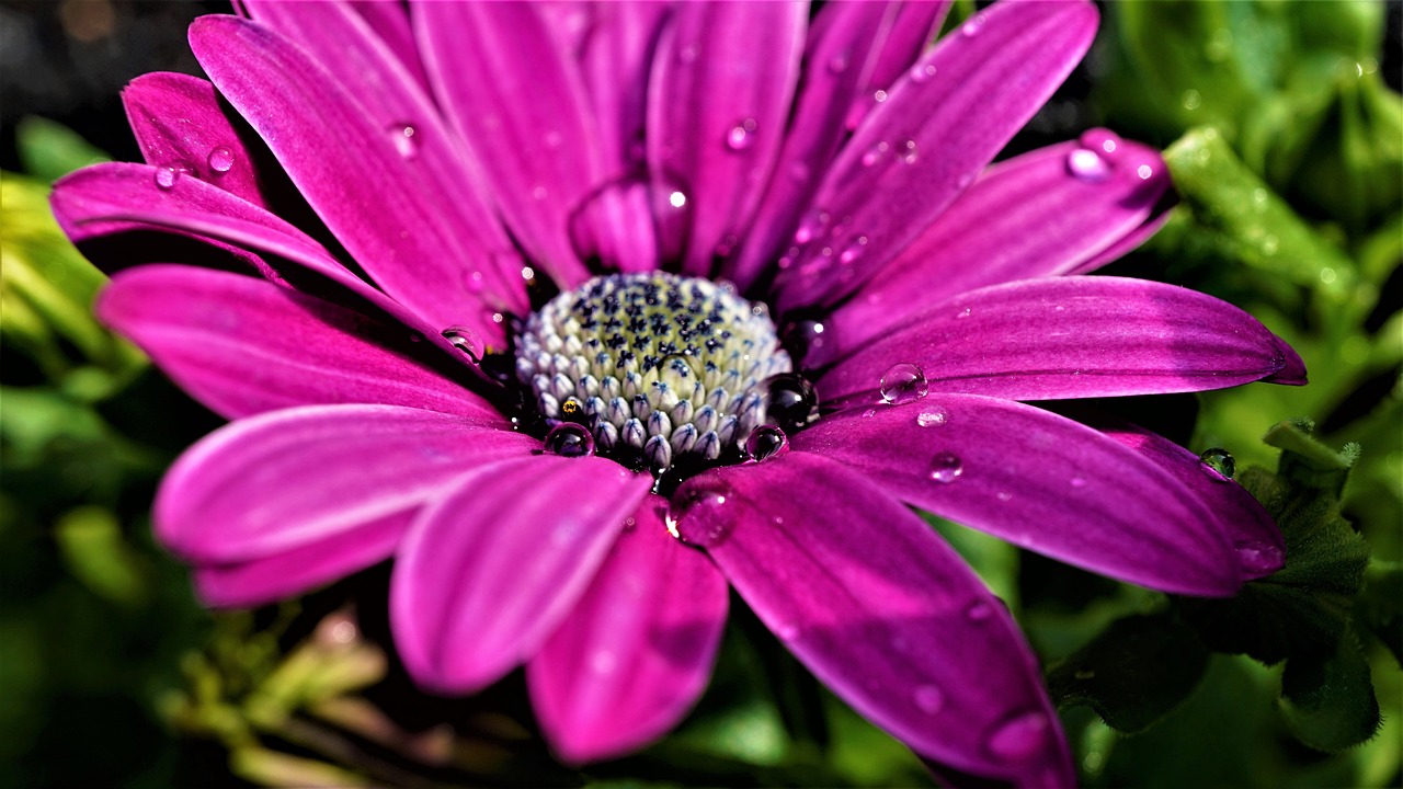 a close up of a purple flower with water droplets, by Jan Rustem, pixabay contest winner, iphone detailed photo, daisy, magenta colours, hdr detail