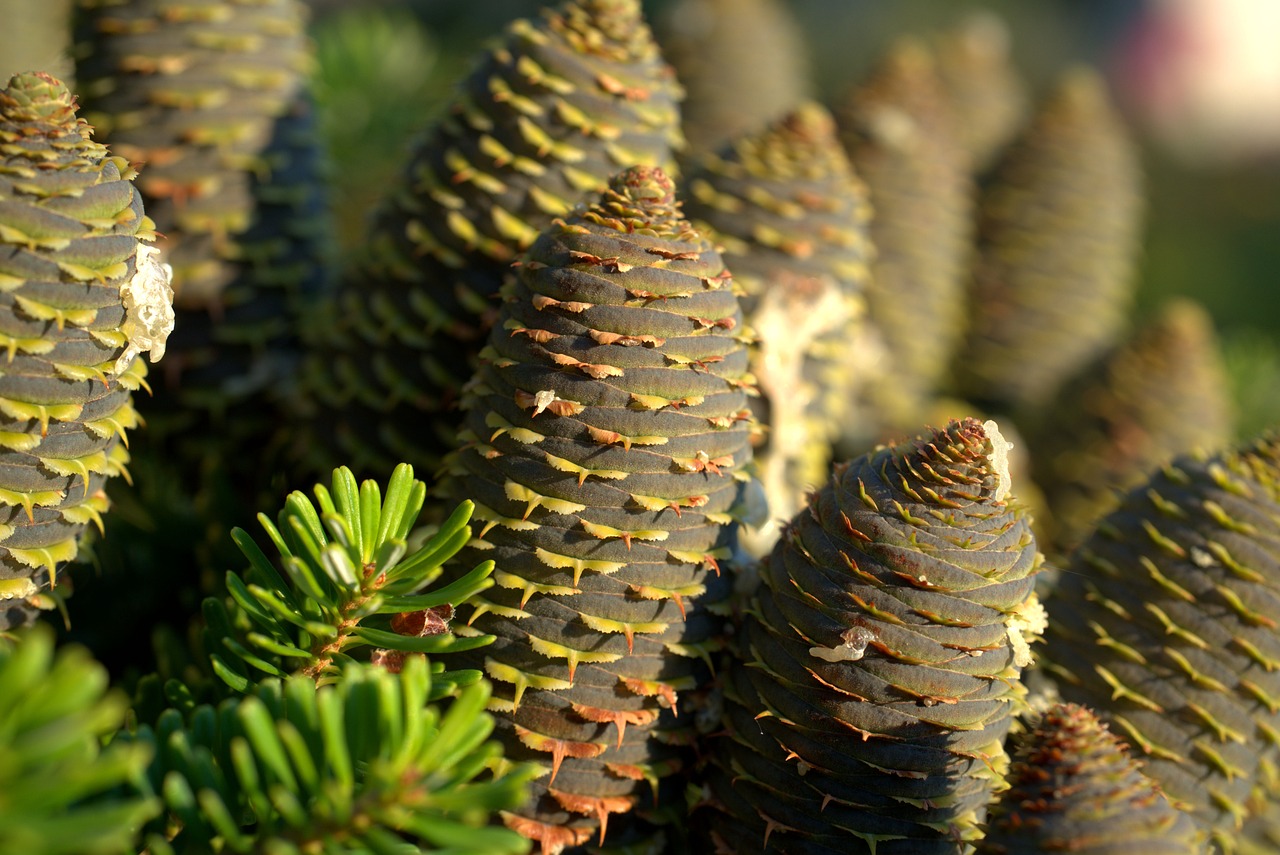 a close up of a bunch of pine cones, by Erwin Bowien, closeup photo, high details photo