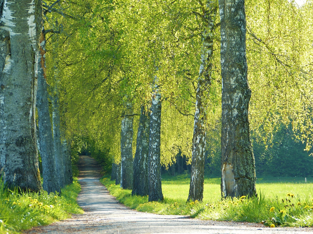 a bunch of trees that are next to a road, a picture, by Istvan Banyai, shutterstock, betula pendula, nice spring afternoon lighting, swedish countryside, green alley