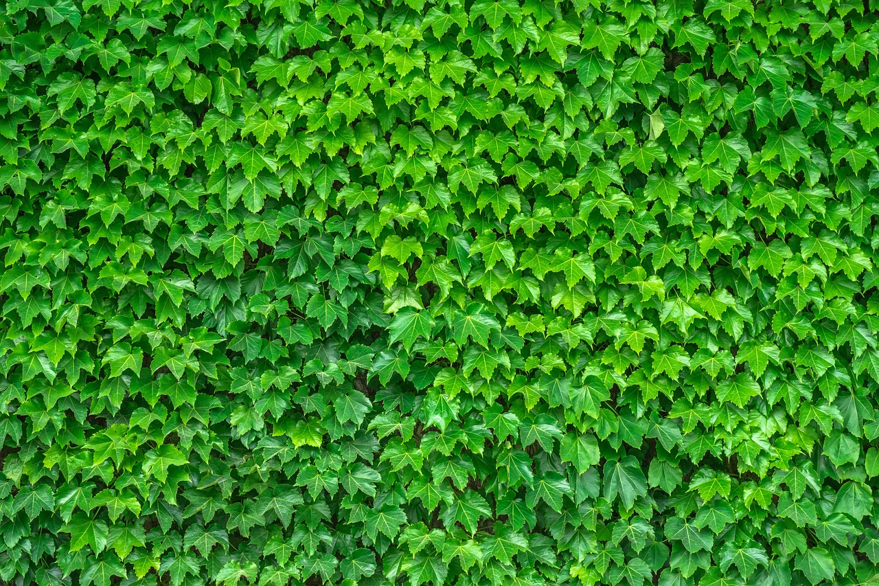 a wall covered in lots of green leaves, a stock photo, by Alexander Fedosav, shutterstock, hurufiyya, zoomed in, best on adobe stock, sycamore, lush plant growth