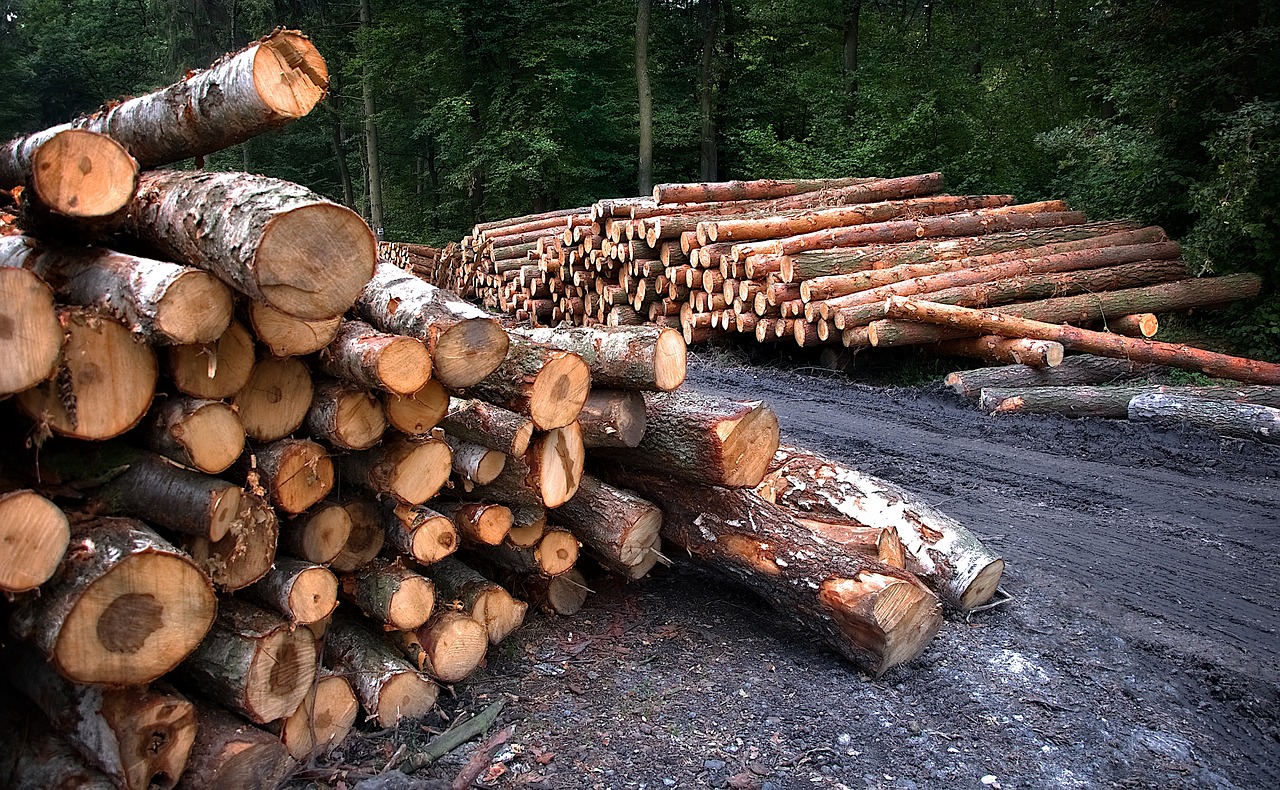 a pile of logs sitting on top of a dirt road, a photo, by Thomas Häfner, shutterstock, ((trees)), taken with a pentax k1000, istockphoto, rich forest