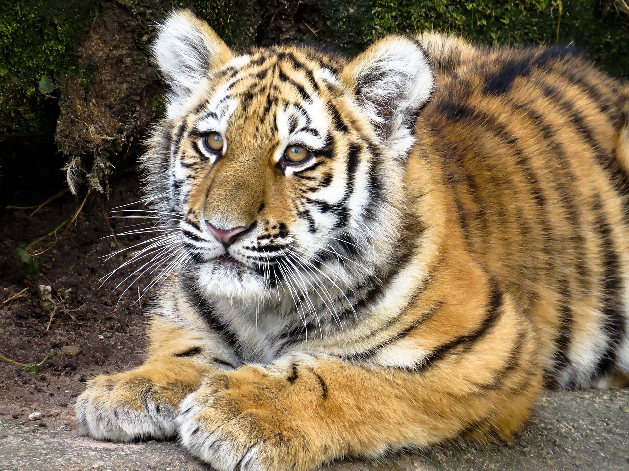 a close up of a tiger laying on the ground, flickr, cub, proud serious expression, portrait n - 9, very very very realistic