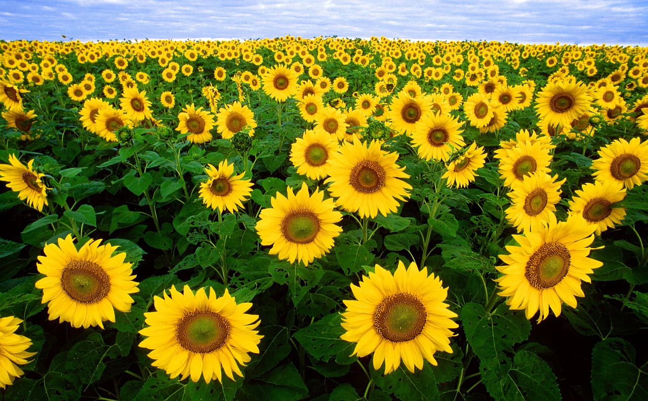 a field of sunflowers with a blue sky in the background, a picture, wikipedia, iowa, beautiful flowers growing, on display ”