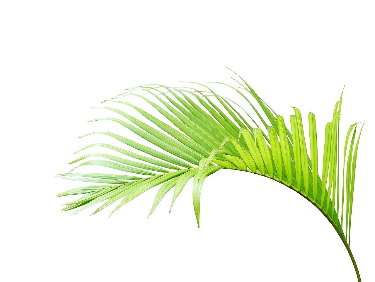a close up of a palm leaf on a white background, an illustration of, by Tadashi Nakayama, shutterstock, above side view, semi realistic, colored illustration, high detail illustration