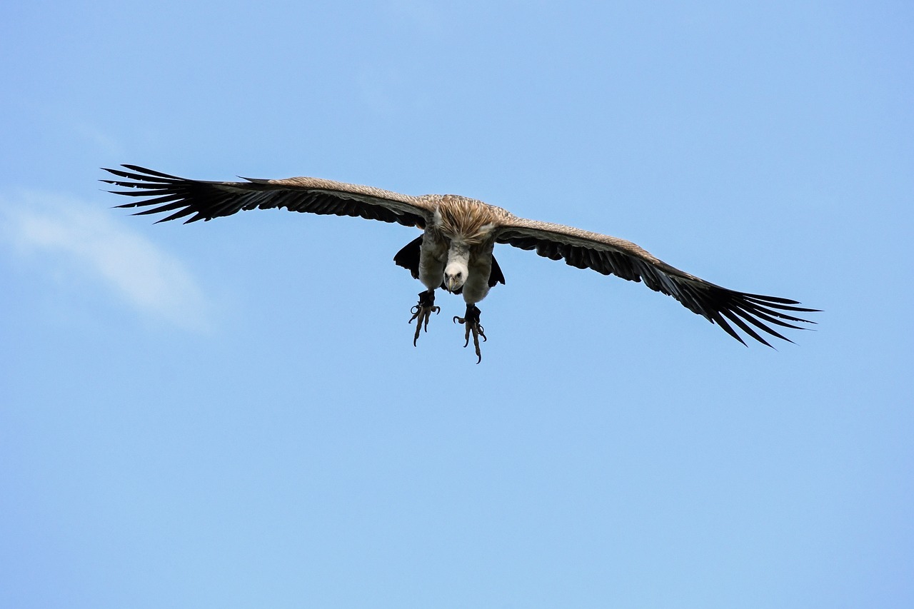a large bird flying through a blue sky, by Werner Gutzeit, flickr, hurufiyya, vultures, striking pose, backpfeifengesicht, grey