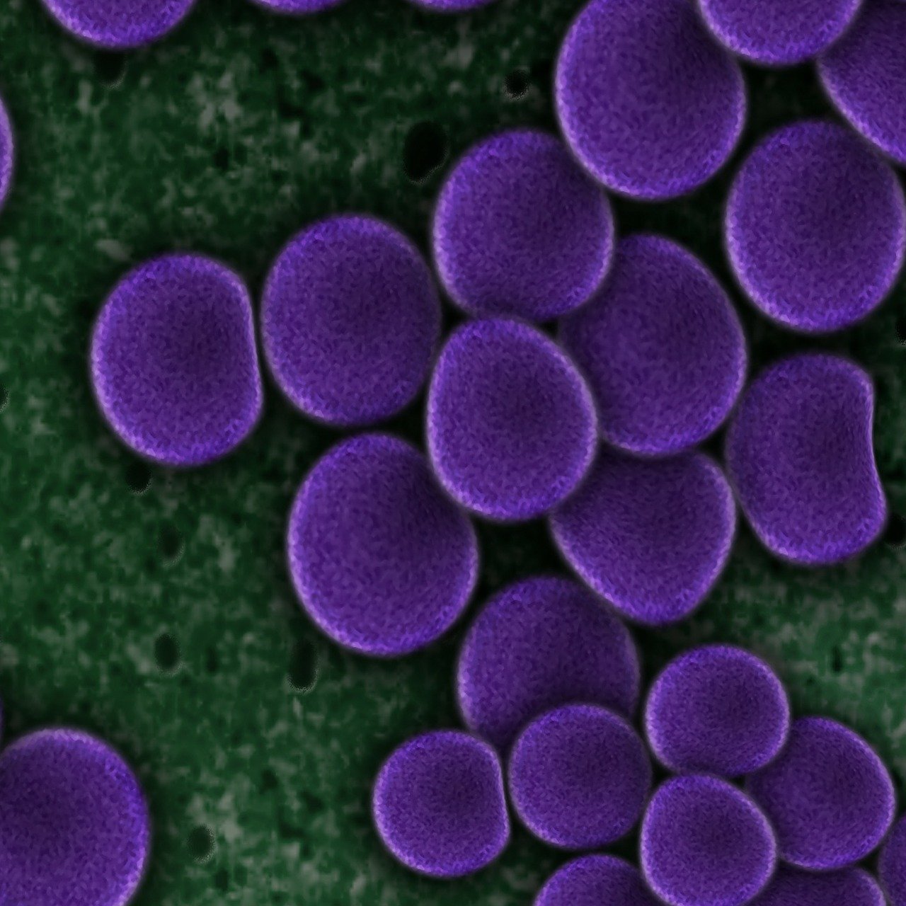 a close up of a bunch of purple flowers, a microscopic photo, by Dietmar Damerau, blood cells, aleriia _ v ( lerapi ), cell bars, high res