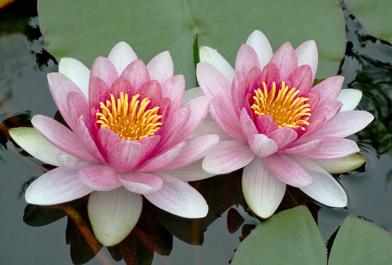 two pink water lilies floating on top of a pond, flickr, hurufiyya, beautiful flower, perfect symmetrical, lilies, watch photo