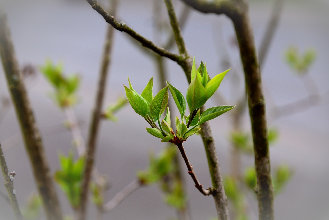 a close up of a tree branch with green leaves, a picture, by Hans Schwarz, buds, sprouting, unedited, blog-photo