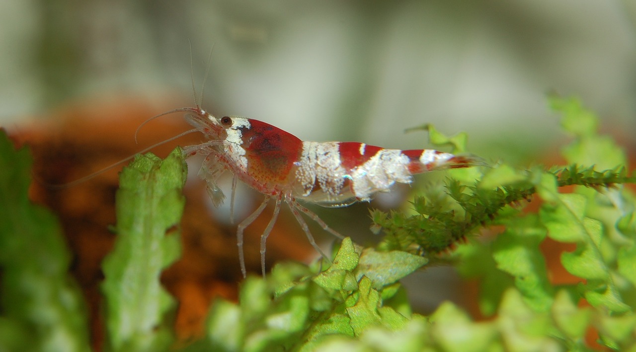 a close up of a shrimp on a plant, flickr, hurufiyya, tank with legs, red and white colors, with a whitish, looking towards camera