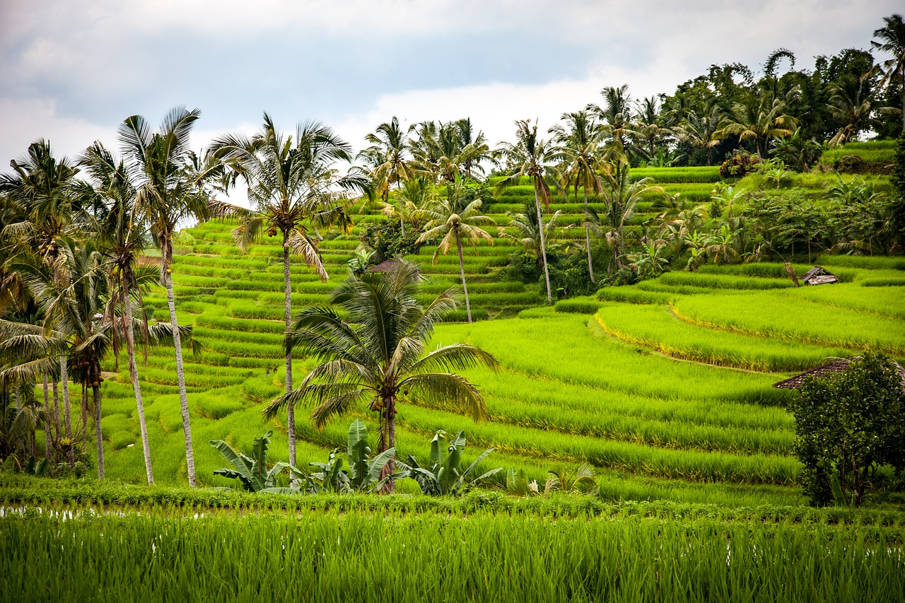 a group of palm trees sitting on top of a lush green hillside, a picture, by Rodney Joseph Burn, shutterstock, sumatraism, rice paddies, an abstract tropical landscape, stock photo