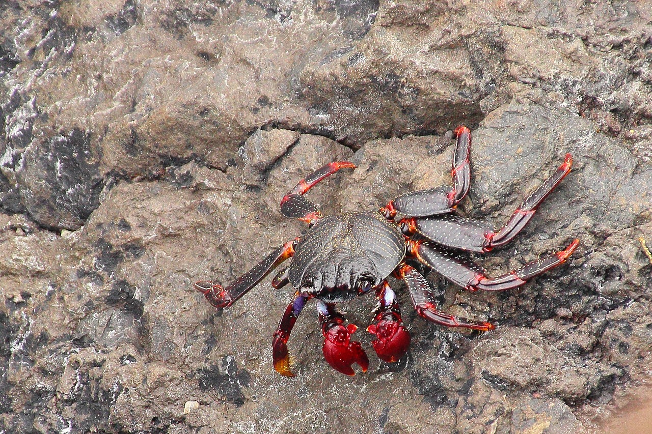 a crab that is sitting on a rock, flickr, sōsaku hanga, body with black and red lava, ( ( ( ( kauai ) ) ) ), walking, cocroach