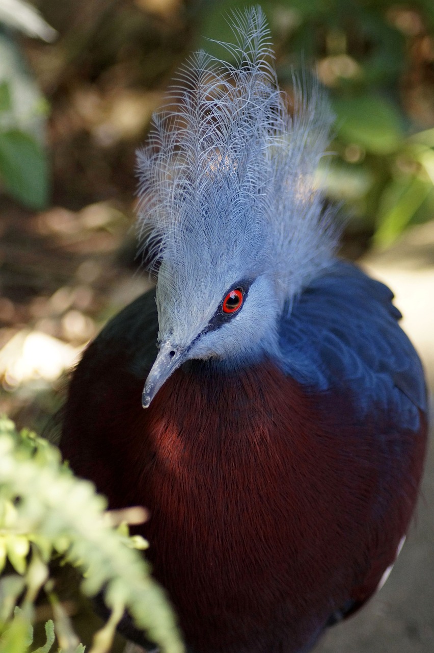 a close up of a bird with a red eye, hurufiyya, blue mohawk, with white streak in hair, diadem on the head, deep and dense coloration