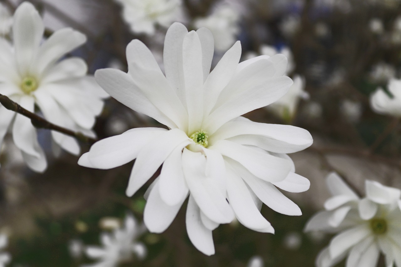 a close up of a white flower on a tree, a portrait, by Emanuel de Witte, hurufiyya, whirling, listing image, long petals, viewed from above