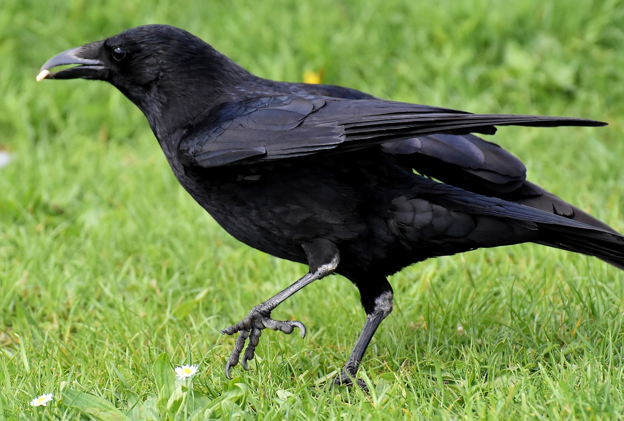 a black bird standing on top of a lush green field, inspired by Gonzalo Endara Crow, pixabay, renaissance, two legged with clawed feet, side view close up of a gaunt, crouching, gothic regal and tattered black