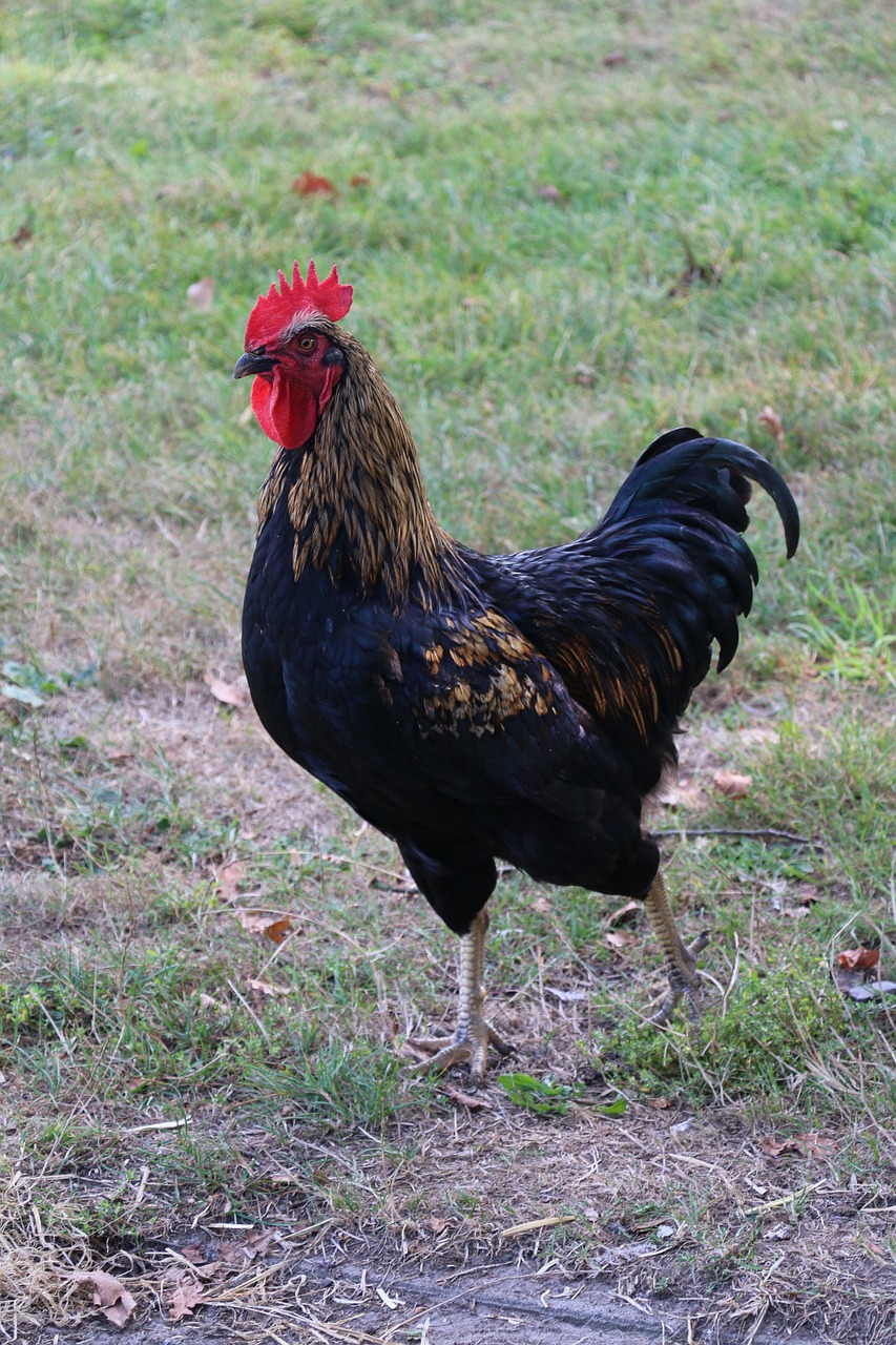 a rooster standing on top of a grass covered field, a portrait, by Linda Sutton, pixabay, renaissance, long thick shiny black beak, full-body-shot, an afghan male type, stock photo