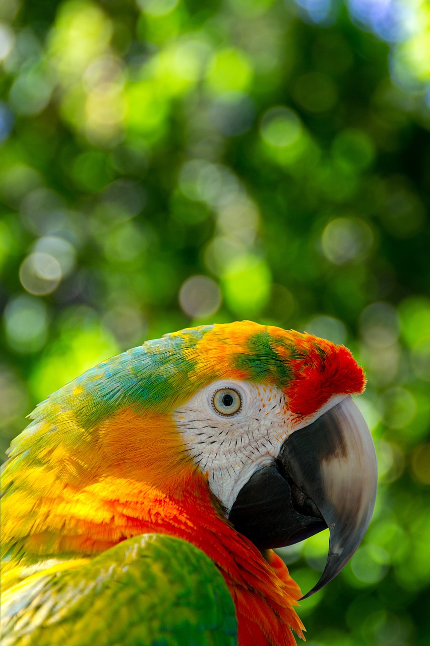 a close up of a parrot's face with trees in the background, by Niklaus Manuel, sumatraism, dof and bokeh, colorful”, full of colour 8-w 1024, backlit!!
