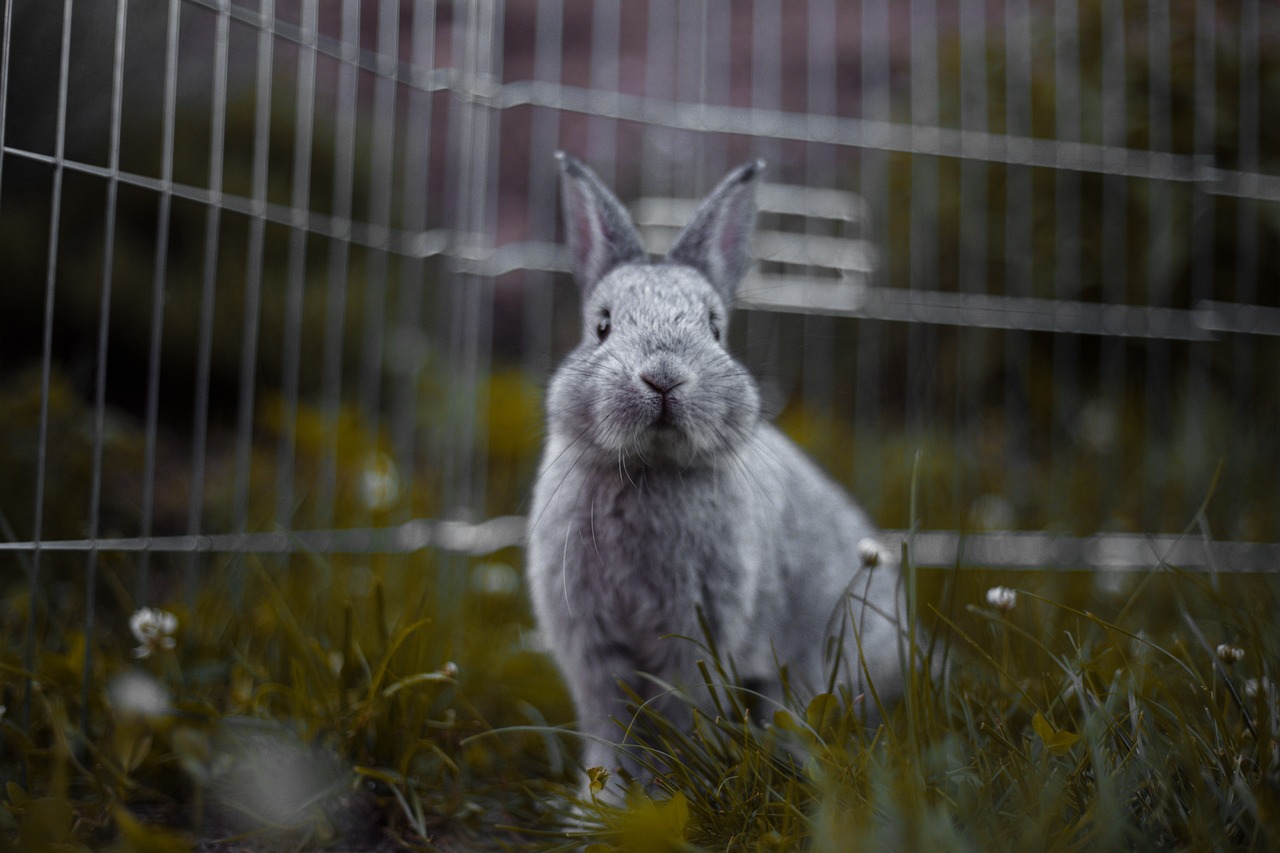 a white rabbit sitting in the grass behind a fence, a picture, by Jakob Gauermann, unsplash, pure grey fur, fuji pro 400h, big cheeks!, caught in 4 k