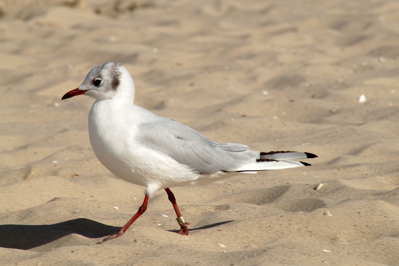 a white bird standing on top of a sandy beach, arabesque, mid shot photo, shaven, catwalk, close-up photo