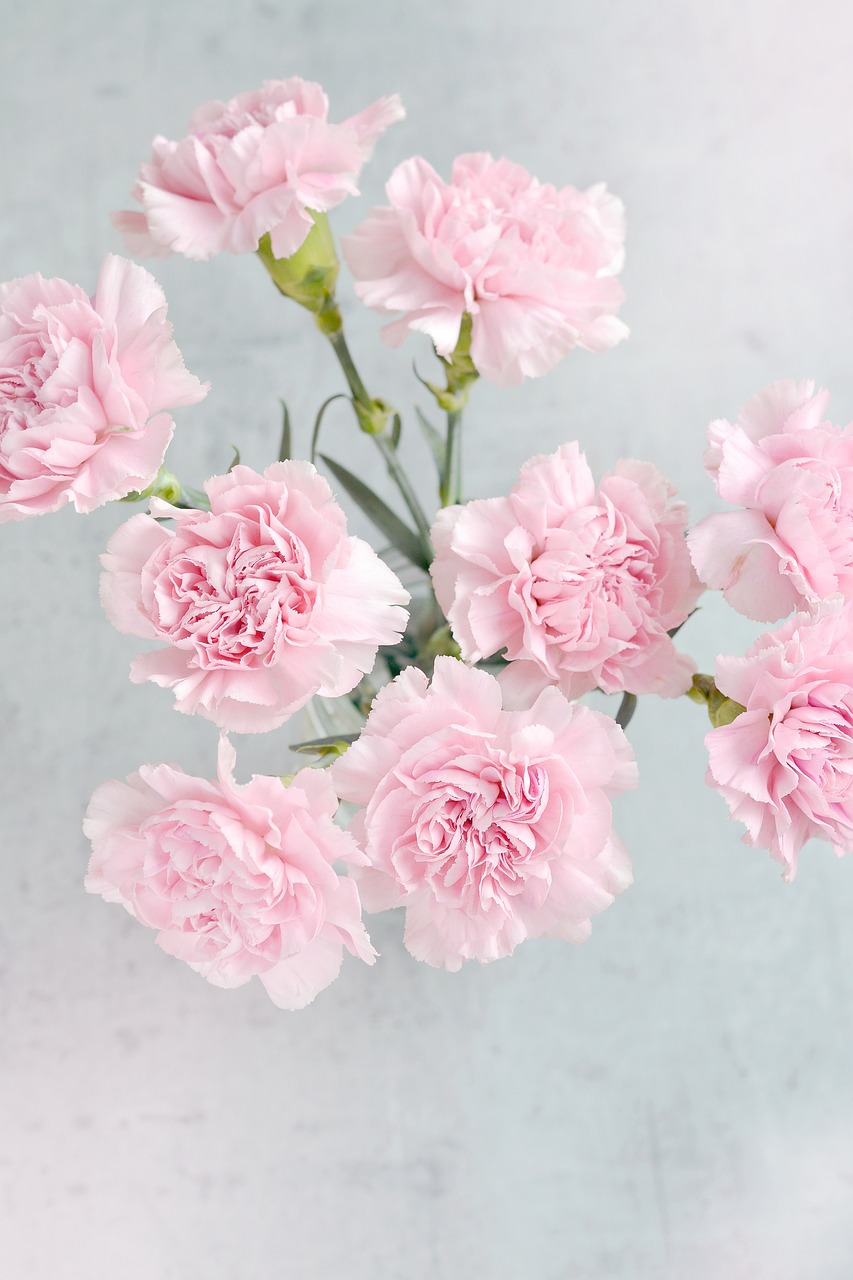 a bunch of pink carnations in a vase, shutterstock, pastel flowery background, high quality product image”