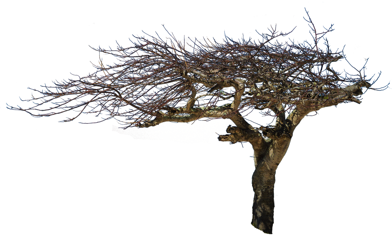 a bare tree in front of a black background, a digital rendering, point cloud, highly intricate in technicolor, scans from museum collection, sweet acacia trees