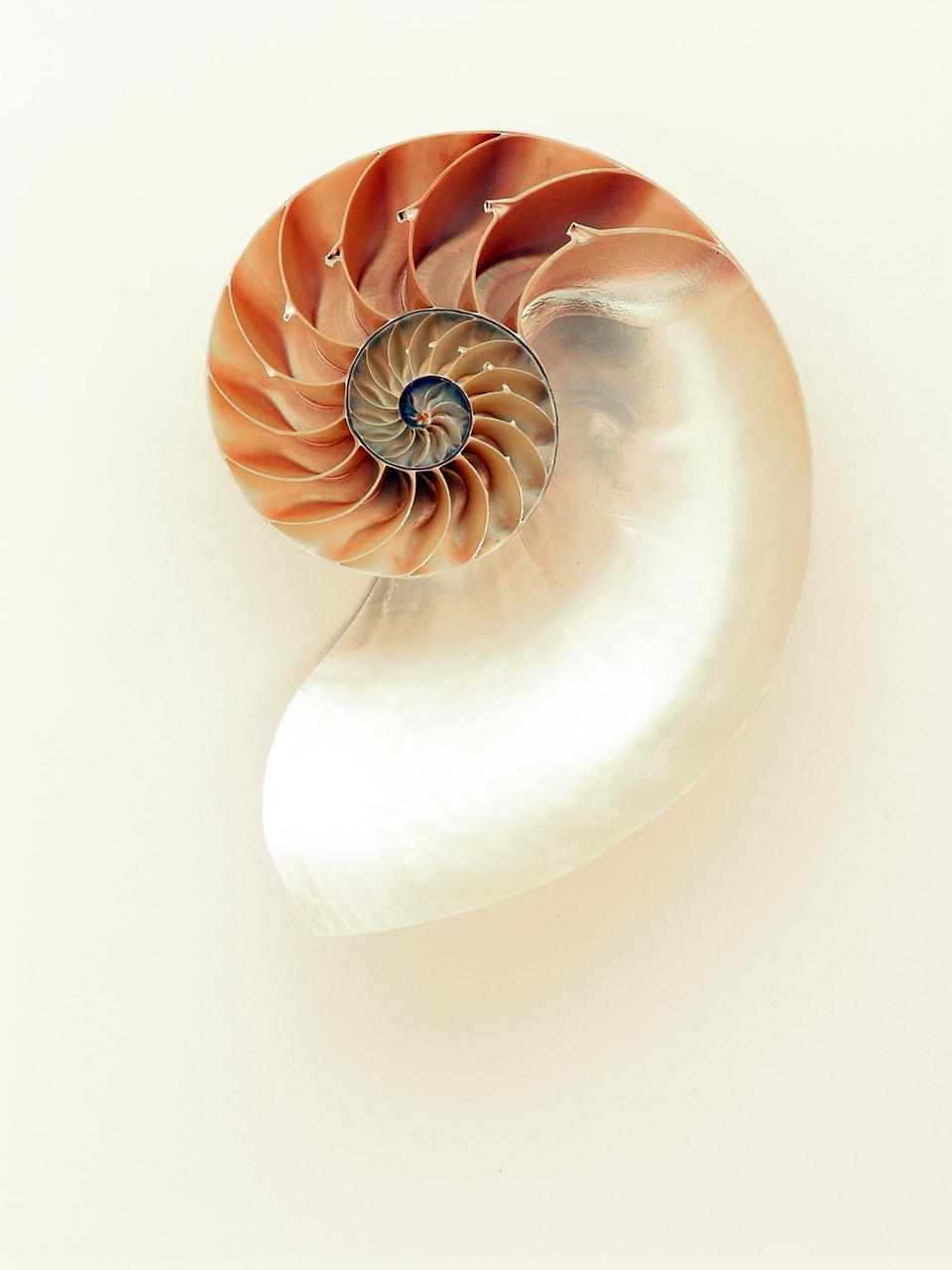 a close up of a shell on a white surface, inspired by Anna Füssli, shutterstock contest winner, arabesque, fibonacci sequence, “hyper realistic, spiral horns!, miniature product photo