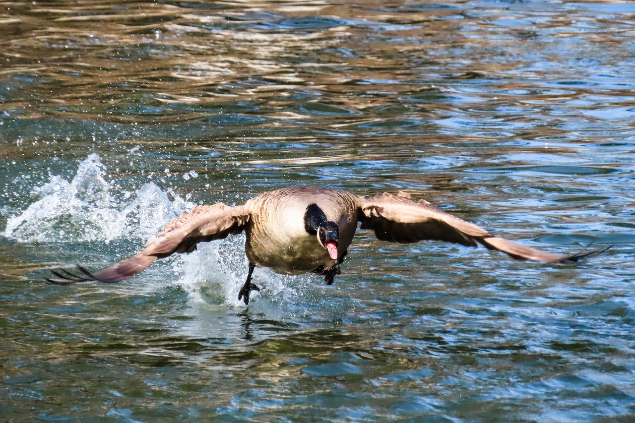 a goose flying over a body of water, by Jacob Duck, horizontally leaping!!!, action shots, srgb, crossing the river