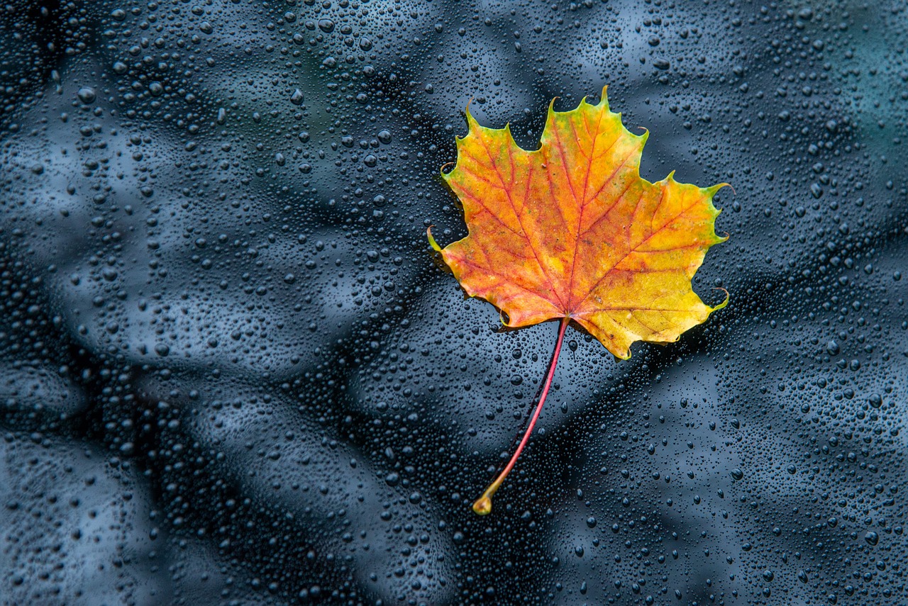 a close up of a leaf on a wet surface, a photo, by David Garner, shutterstock, vibrant autumn colors, car shot, overcast mood, 1 6 x 1 6