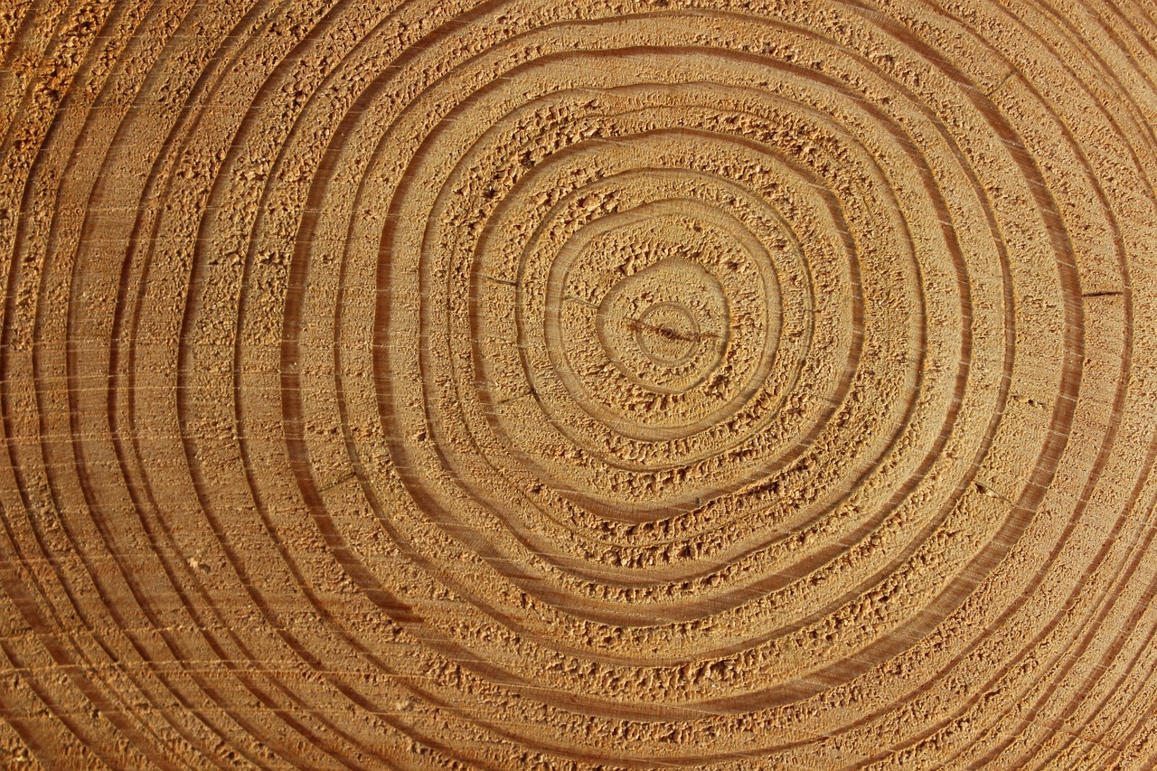 a close up of a piece of wood, a macro photograph, by Richard Carline, concentric circles, highly detailed product photo, pine tree, brown background