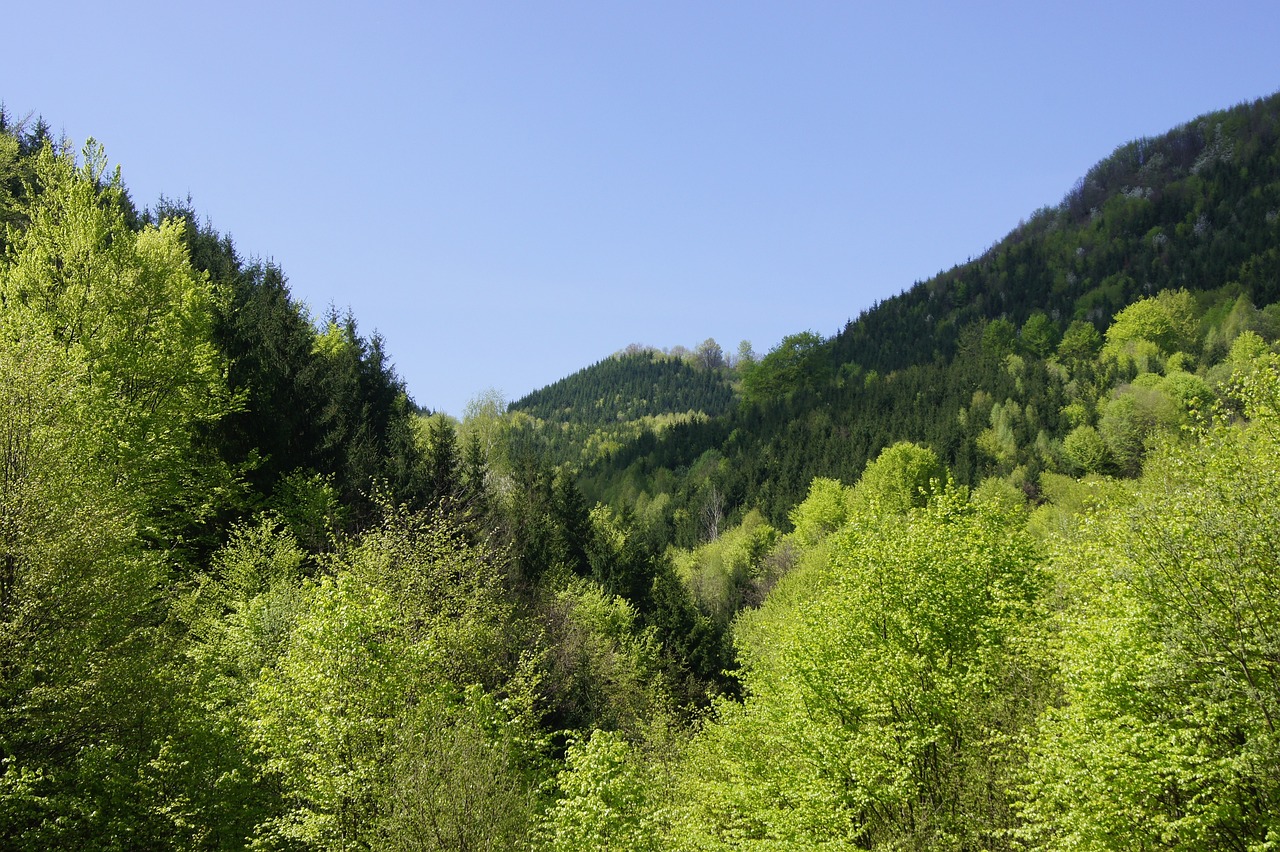 a lush green forest filled with lots of trees, a picture, by Erwin Bowien, flickr, les nabis, visible from afar!!, perfect spring day with, gorge in the mountain, head and shoulders view
